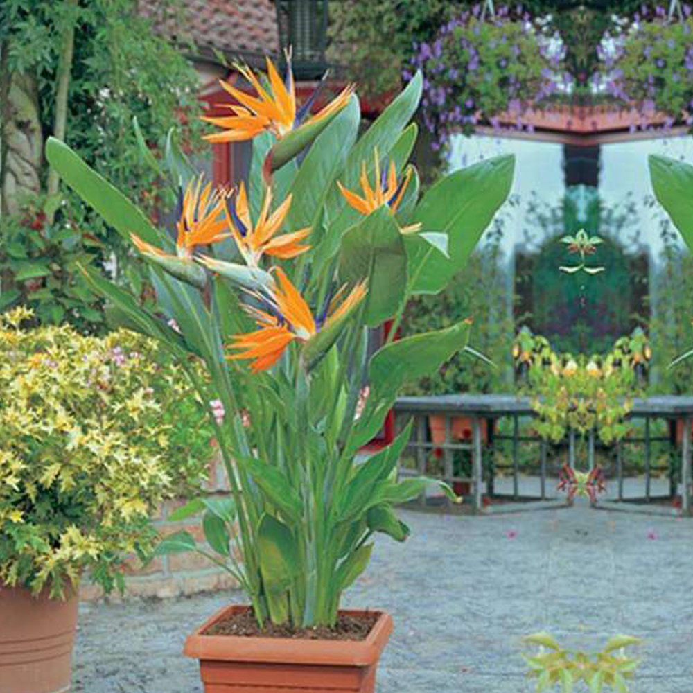 Bird of Paradise Plant